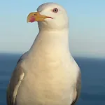 Lägenhet Sal Ocean View *