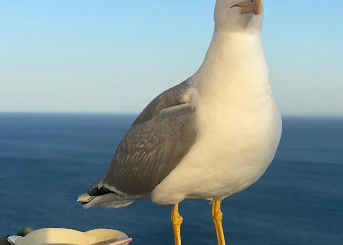 Sal Ocean View * سيسيمبرا