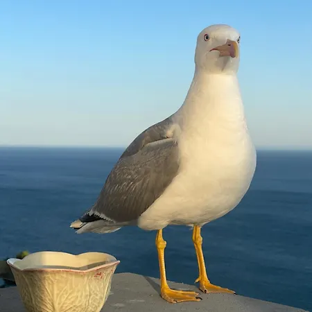 Sal Ocean View * 塞辛布拉