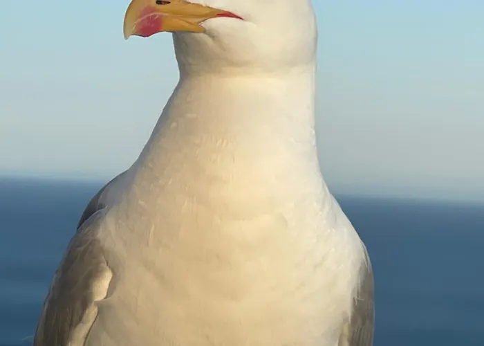 Appartement Sal Ocean View *